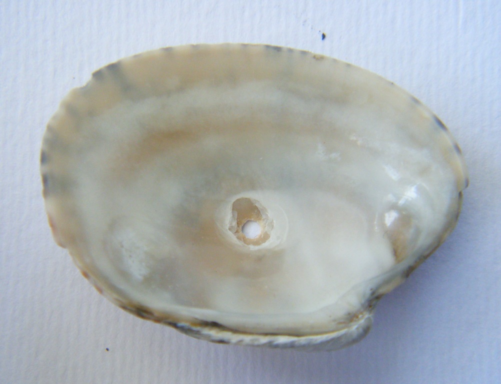 Bivalve 4 = Tapes (Ruditapes) decussatus (Linn, 1758)